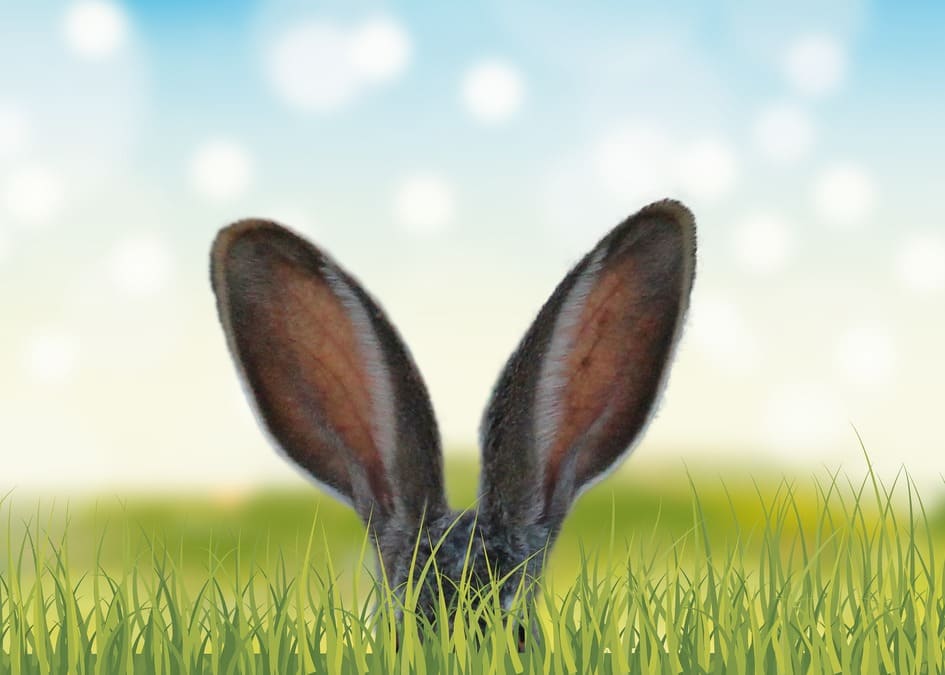 Conejo escondido en una pradera y solo se ven sus orejas erguidas en primer plano